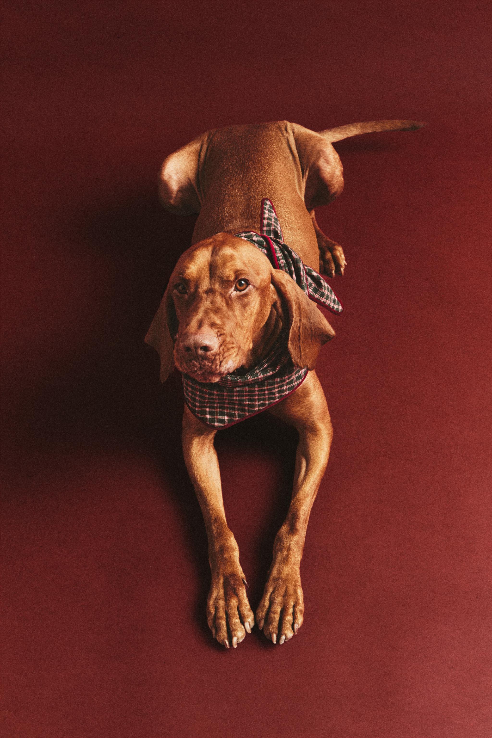CHRISTMAS COTTON CHECK PET BANDANA